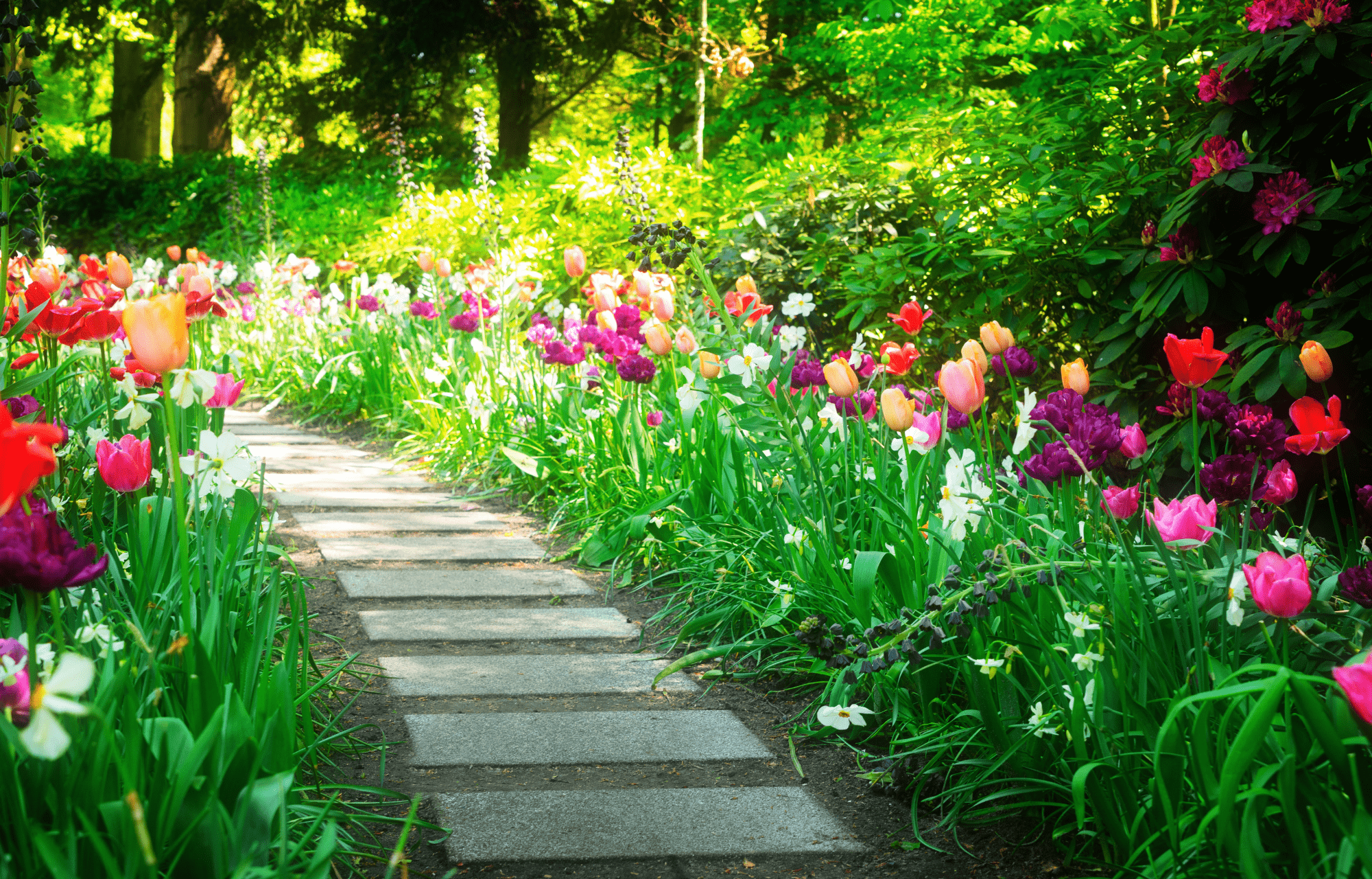 Gartenweg mit blühenden Tulpen in bunten Farben
