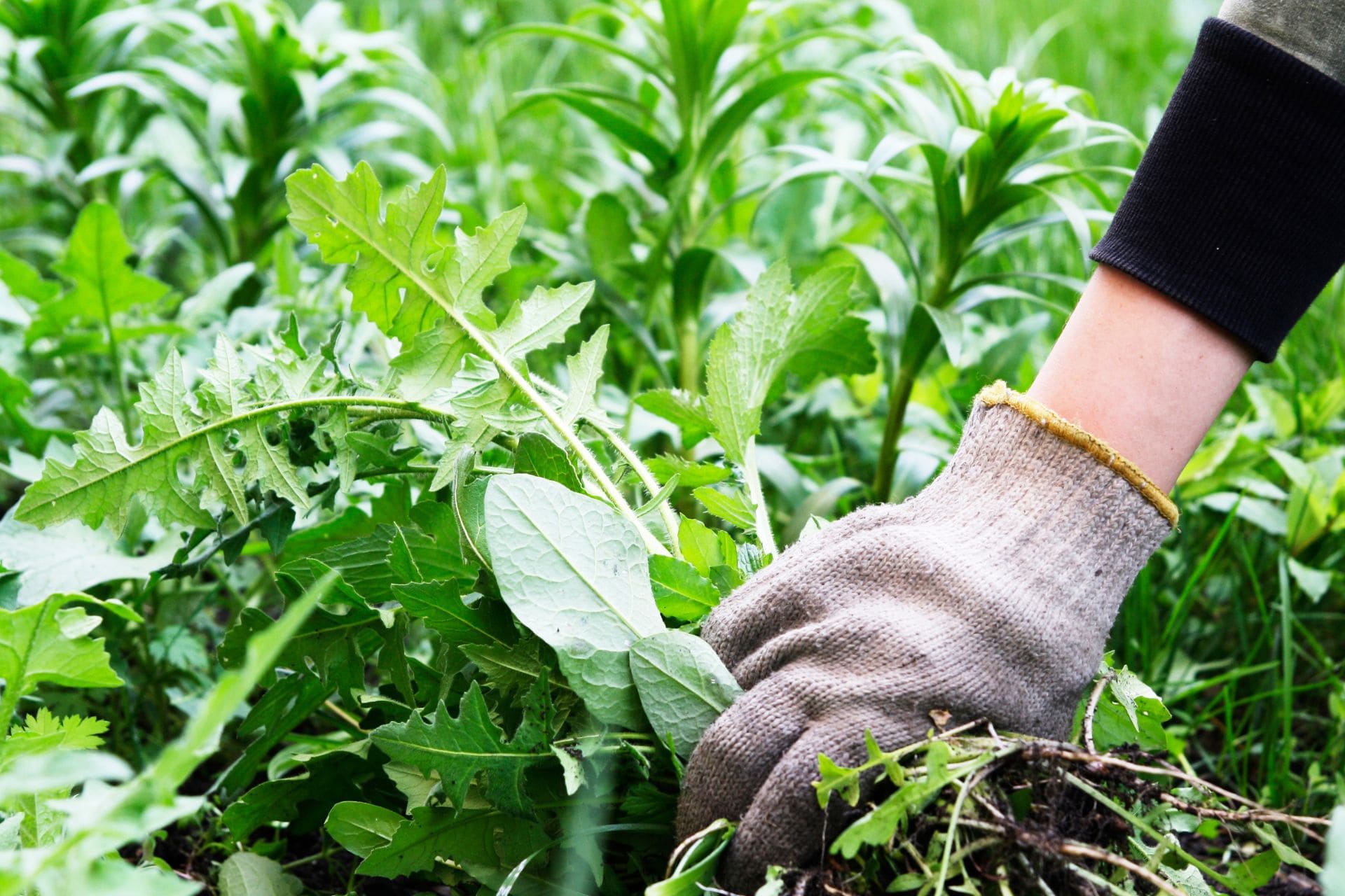 Unkraut im Garten, Eine Hand rupft Löwenzahn