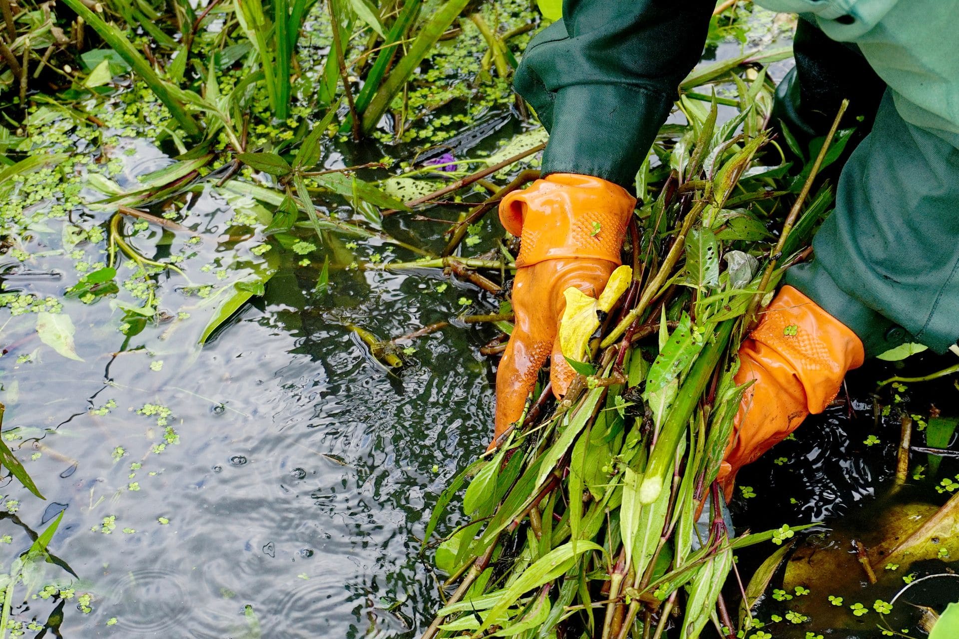 Entfernung von abgestorbenen Pflanzen in einem Teich
